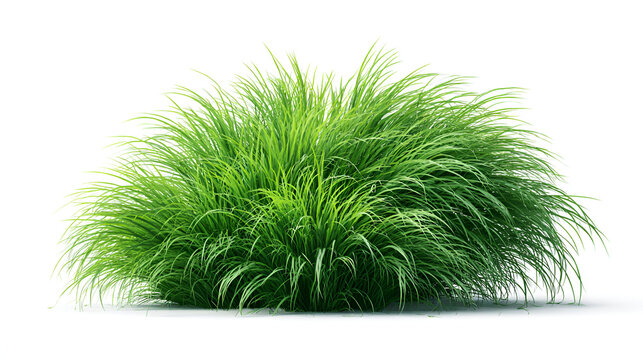 Bunches of grass on a white background background. 3D rendering. Stock Illustration