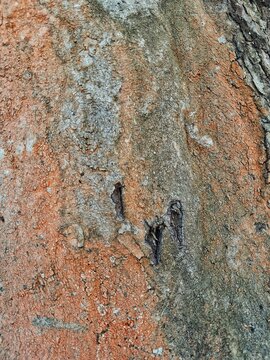 Close up of dead Angsana tree bark texture with natural orange and grey patterns.