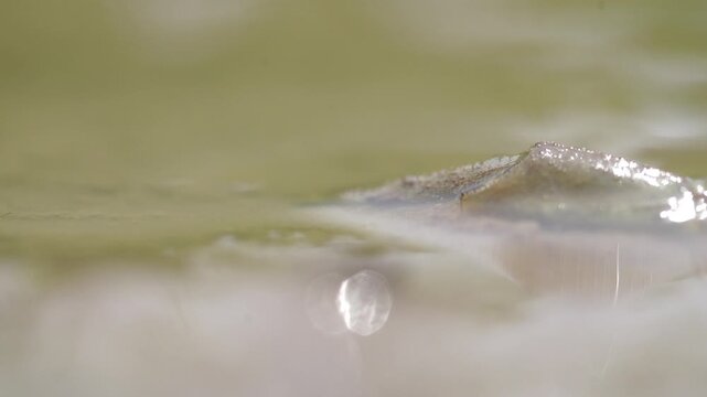 Tadpole Shrimp in Organic Rice Field - 청산도 유기농 논에서 서식하는 투구새우