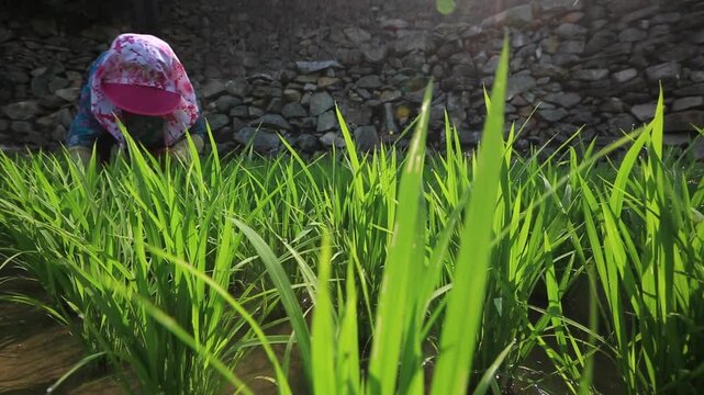 Farmer Weeding in Rice Field - 청산도 논에서 제초작업 하는 농부