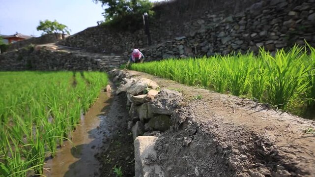 Farmer Weeding in Rice Field - 청산도 논에서 제초작업 하는 농부