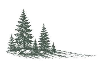 Obraz premium Group of Three Tall Pine Trees on Sloping Ground, Hand Drawn Line Art Style Vector Illustration, Mountain Forest Composition for Outdoor Theme Design.