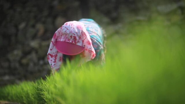 Farmer Weeding in Rice Field - 청산도 논에서 제초작업 하는 농부