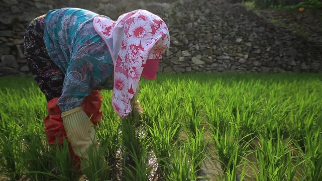 Farmer Weeding in Rice Field - 청산도 논에서 제초작업 하는 농부
