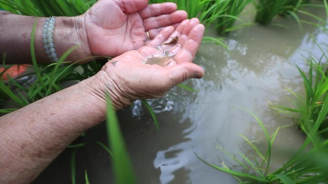 Tadpole Shrimp in Organic Rice Field - 청산도 유기농 논에서 서식하는 투구새우