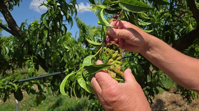 Mains d&rsquo;un technicien examinant la cloque du p&ecirc;cher sur un arbre dans le verger