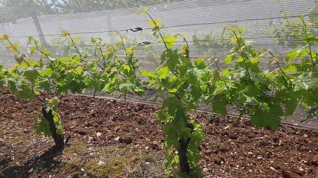 Plants de vigne en croissance dans la terre du vignoble avec filet de protection