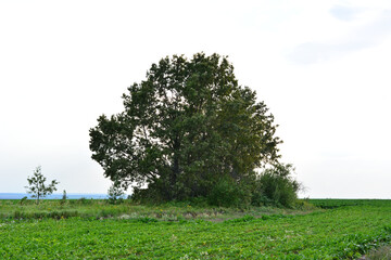Fototapeta premium Green Field with a Solitary Tree Under a Clear Sky front view