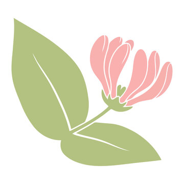 Simple flat Lonicera flower with green leaves honeysuckle