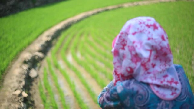 Farmer Resting in Rice Field - 청산도 논에서 휴식 하는 농부