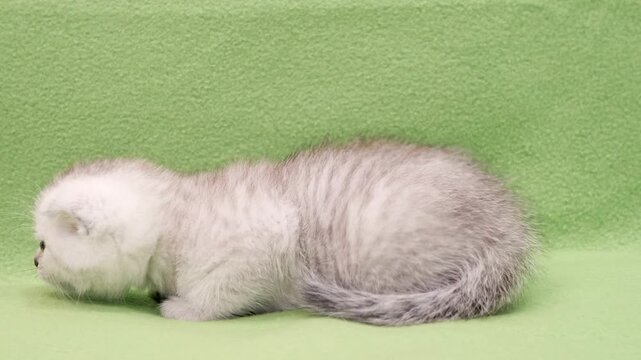 small white scottish fold kitten sitting calmly against vibrant green textile background before crouching low and eventually being joined by curious ginger sibling.