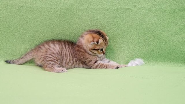Active ginger striped scottish fold kitten engages playful instincts batting crumpled white paper toy across soft green fleece background