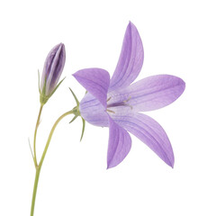 Obraz premium Single purple bellflower with bud isolated on a transparent background