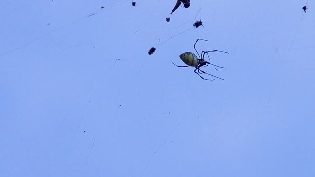 Golden Orb Weaver Spider with many trapped flies. Its like Nephilengys cruentata in China. Xining