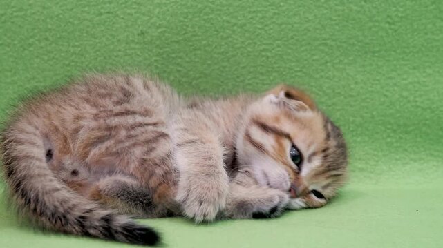 Adorable golden tabby Scottish Fold kitten with floppy ears and expressive blue eyes tumbles playfully across soft bright green fabric surface while biting its own paws.