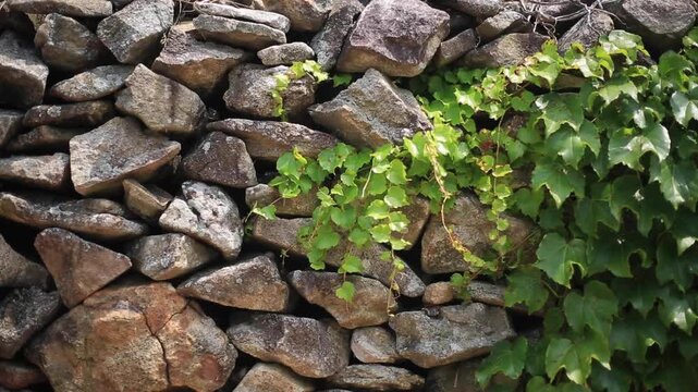 Traditional Stone Wall in Village - 청산도 마을의 전통 방식 돌담
