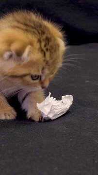 Tiny golden chinchilla Scottish Fold kitten nibbling and batting crumpled white paper ball on dark textured surface