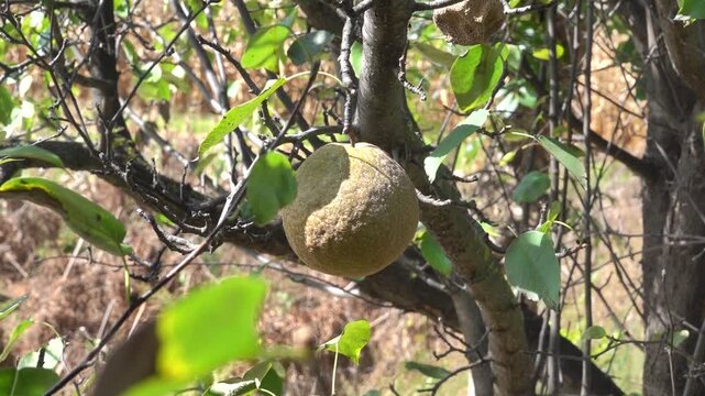 Pomology. Nashi Chinese Pear. A wild ancestor from Tibet, inedible fruit