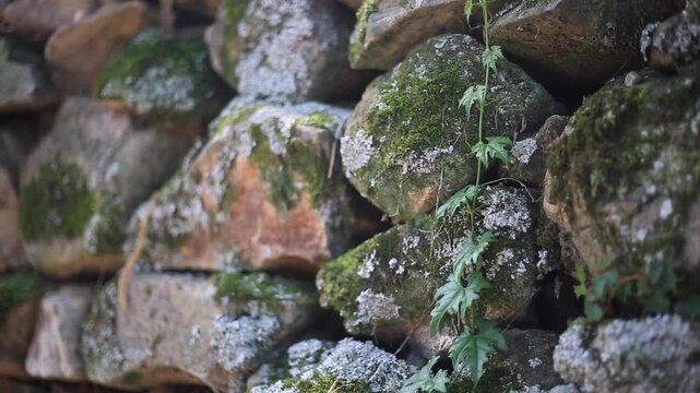 Traditional Stone Wall in Village - 청산도 마을의 전통 방식 돌담
