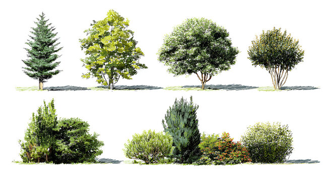 Set of shrubs and bushes in elevation view for use in architectural drawings Stock Illustration