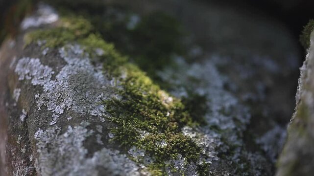 Traditional Stone Wall in Village - 청산도 마을의 전통 방식 돌담