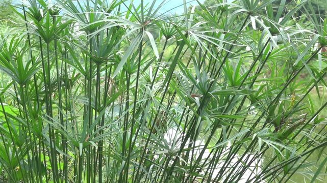 Nill grass, papyrus sedge, paper reed (Cyperus alternifolius or Cyperus papirus) aquatic plant in flooded swamps. Sichuan, China. Paper production and ornamental plant.