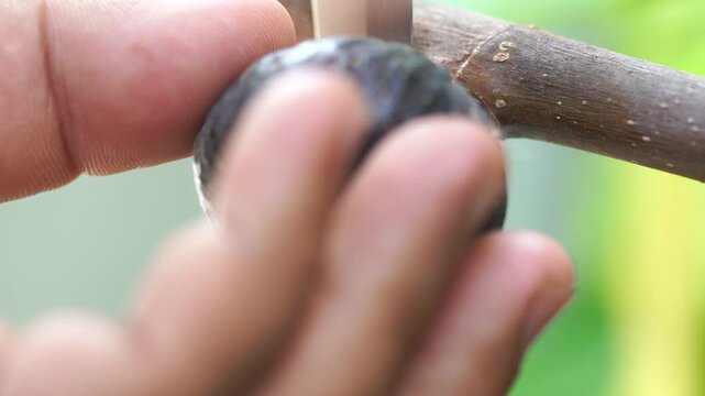 The figs are ripening in the fig orchard.