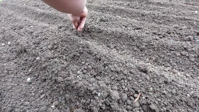 Close-up of a hand sowing small seeds into a garden furrow