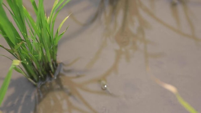 Tadpole Shrimp in Organic Rice Field - 청산도 유기농 논에서 서식하는 투구새우