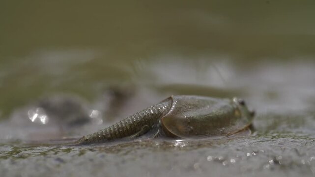 Tadpole Shrimp in Organic Rice Field - 청산도 유기농 논에서 서식하는 투구새우