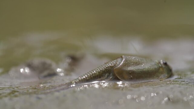 Tadpole Shrimp in Organic Rice Field - 청산도 유기농 논에서 서식하는 투구새우