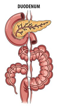 Human digestive system duodenum anatomy.