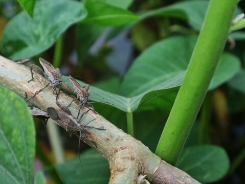 Close-up of a leaffooted bug (Coreidae family) perched on plant branches, showcasing its textured body and long antennae against a blurred natural background