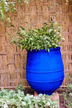 Green plant in bright blue planter against woven wall