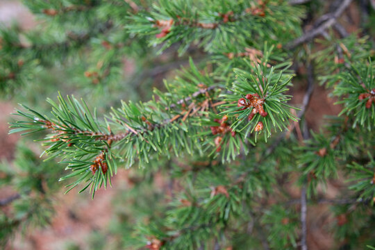 Evergreen branch with soft green needles close up
