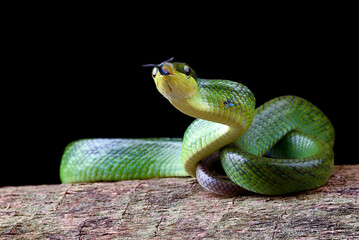 Obraz premium Red-tailed Green Rat Snake on a tree log