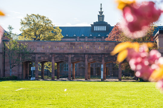 Rosa bl&uuml;hende Kirschbl&uuml;ten im Fr&uuml;hjahr vor dem Grassi Museum in Leipzig