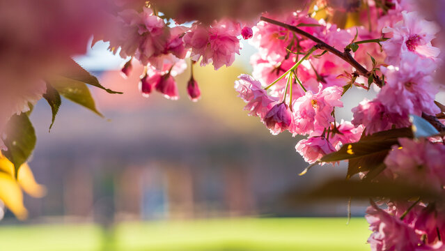 Bl&uuml;hende Sakura Kirschbl&uuml;ten im Fr&uuml;hling