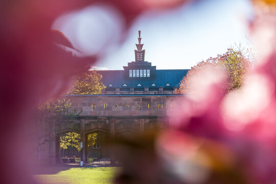 Rosa bl&uuml;hende Kirschbl&uuml;ten im Fr&uuml;hjahr vor dem Grassi Museum in Leipzig