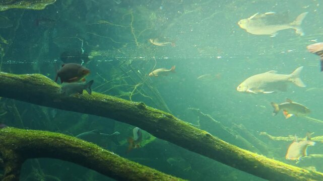 Underwater scene featuring various fish swimming among submerged tree branches and mossy logs in a clear freshwater environment with sunlight filtering through the water