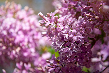 Obraz premium Blooming purple lilac in the sunny spring garden