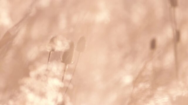 Dreamy Sepia Poppy Seed Pod Swaying in Warm Light - Cinematic Nature Macro Footage