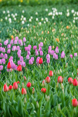 Fototapeta premium Colorful tulips in full bloom during spring. Close-up details and clusters of blossoms create a lively and decorative scene, symbolizing renewal, growth, and seasonal beauty.