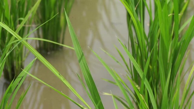 Rice Plants in Rice Field - 청산도 논과 벼