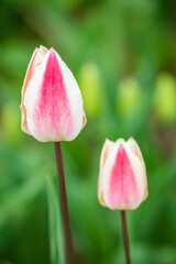Fototapeta premium Colorful tulips in full bloom during spring. Close-up details and clusters of blossoms create a lively and decorative scene, symbolizing renewal, growth, and seasonal beauty.