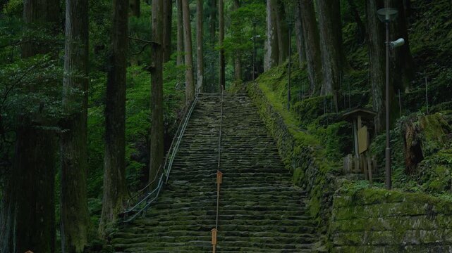 Mossy stone steps of Daimon-zaka pilgrimage trail through ancient cedar forest of Kumano Kodo in Wakayama, Japan
