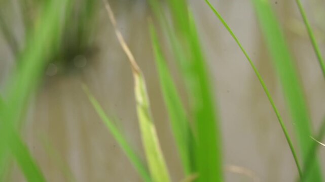 Rice Plants in Rice Field - 청산도 논과 벼