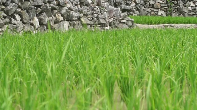Rice Plants in Rice Field - 청산도 논과 벼
