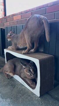 Two Caracals Playing and Stretching Near Scratching Post