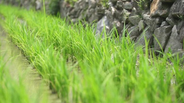 Rice Plants in Rice Field - 청산도 논과 벼